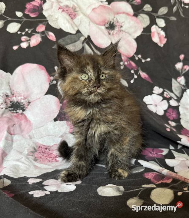 Maine Coon kocięta Wrocław