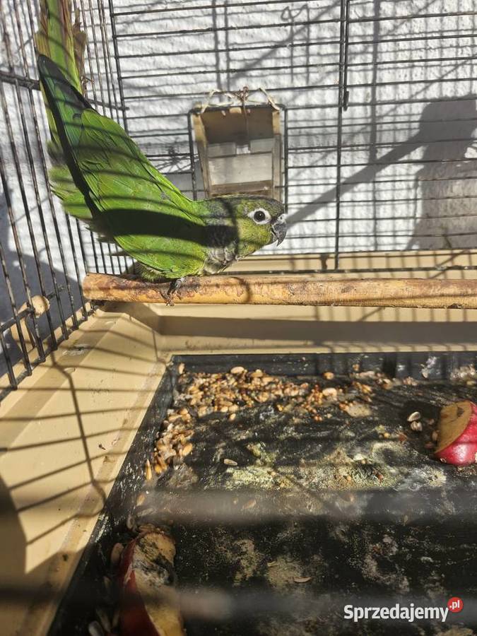 Papuga Rudosterka Lublin