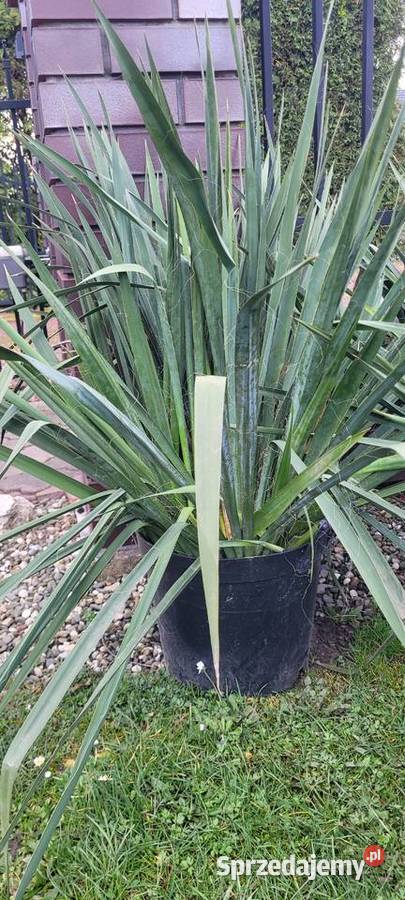 Juka ogrodowa biała Iglaste Żory