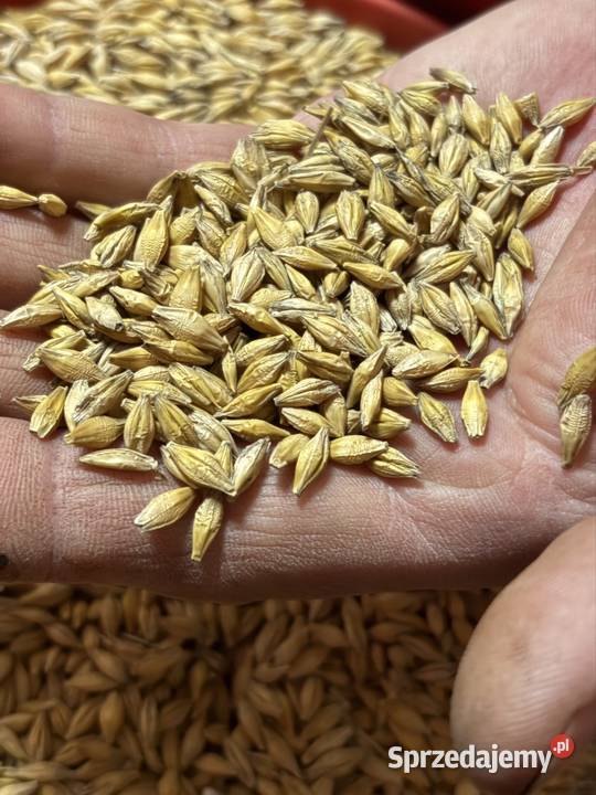 Jęczmień Jary 2025 Bez ości Czysty Ładny lubelskie Snopków