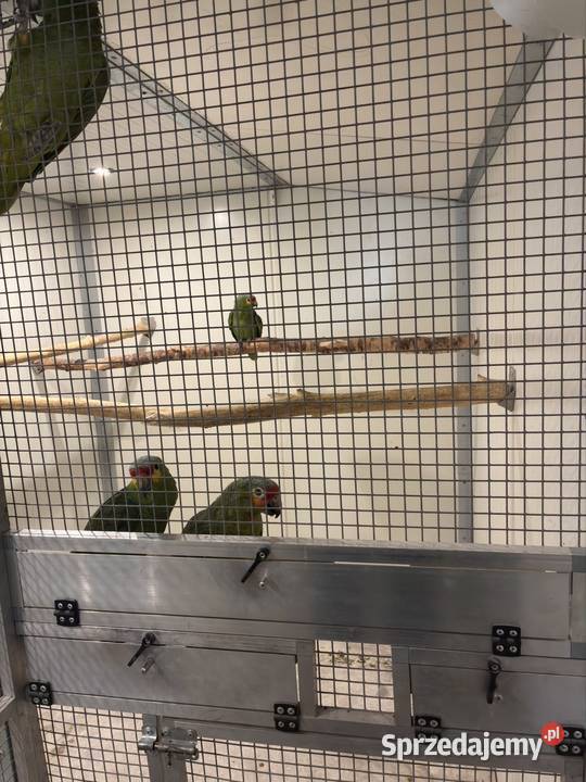 Amazonka żółtolica samiec 2023r DNA Koło