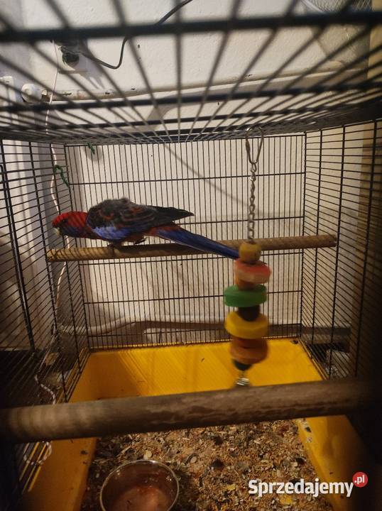 Papuga rozella królewska Krosno sprzedam