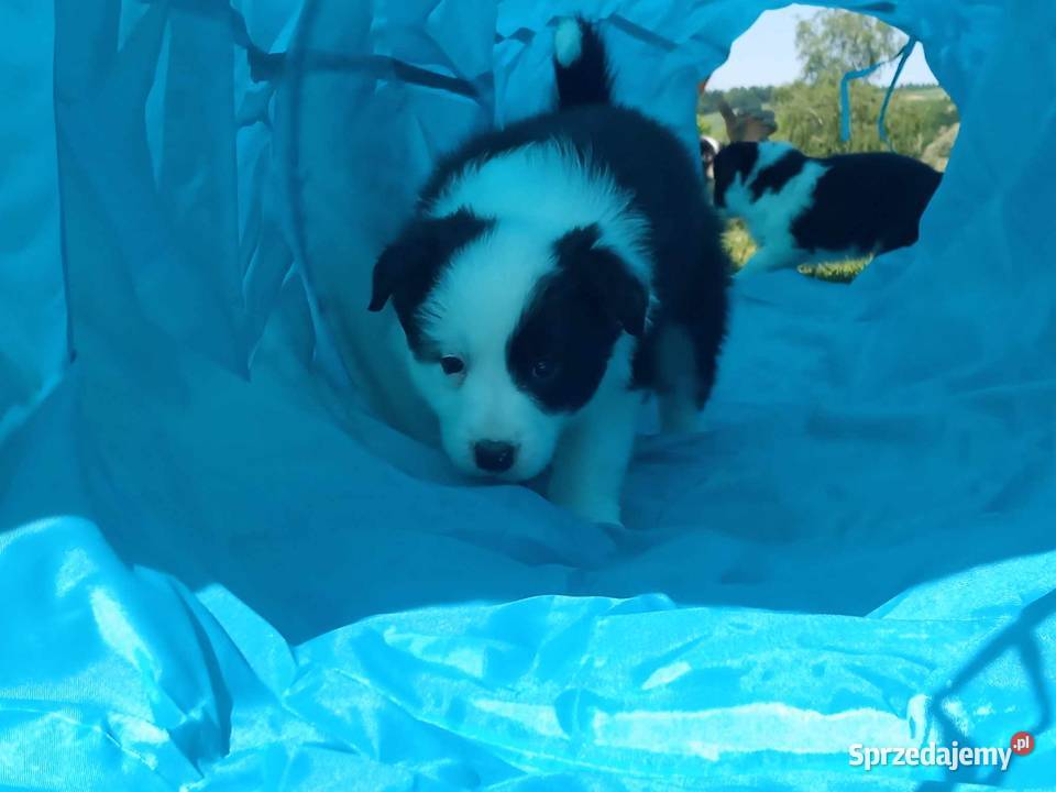 Border Collie FCI suczka do dogoterapii dotowa Dębica