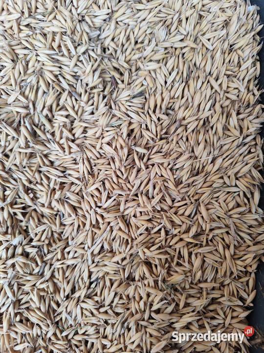 Owies koni owiec Zboża Radom