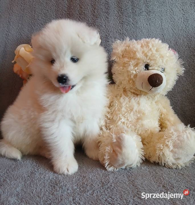 Samoyed Samojed szczenięta Toruń