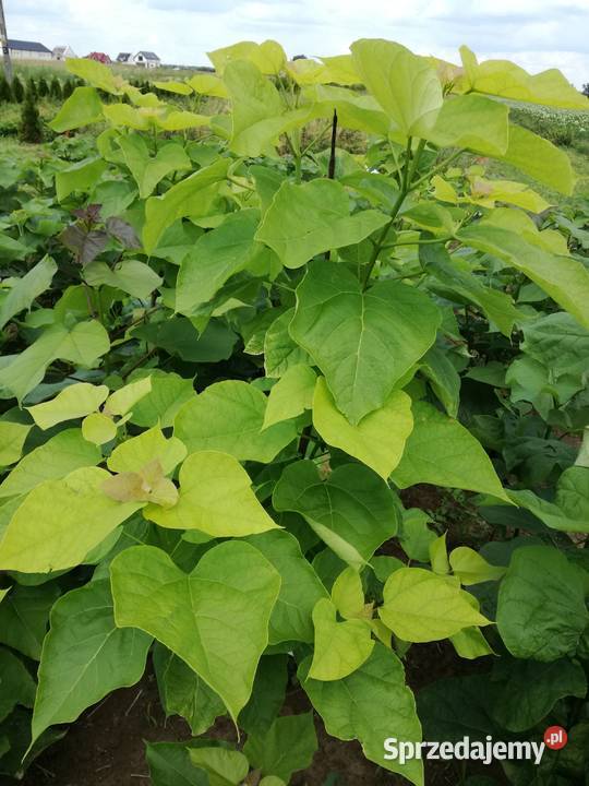 catalpa katalpa nieszczepiona surmia lubelskie Puławy sprzedam