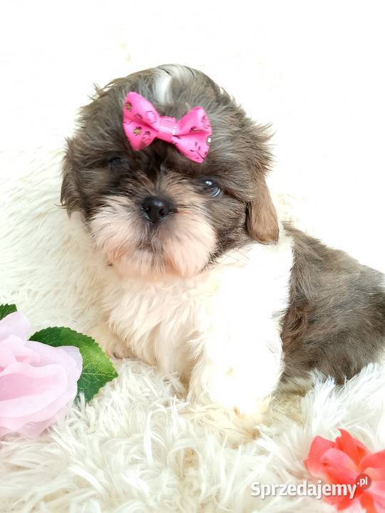 Gotowa do odbioru suczka rasy ShihTzu Shih Tzu Kępno