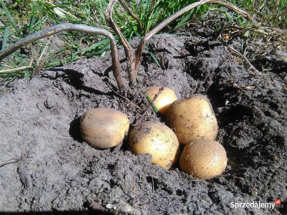 Ziemniaki jadalne Vineta Bellarosa Rośliny okopowe małopolskie Przeciszów