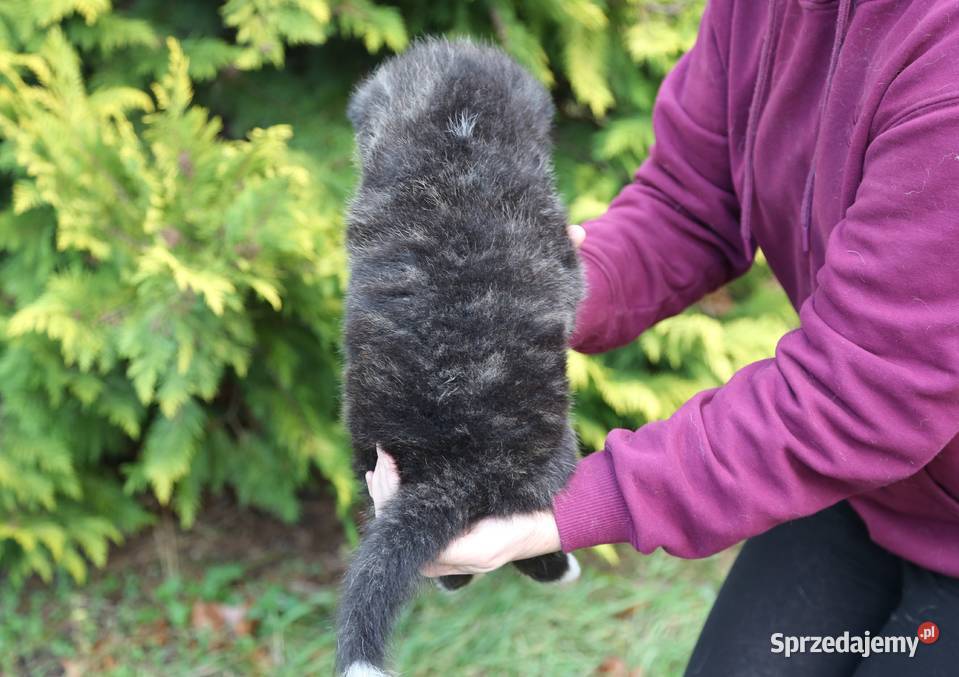 Akita inu japońska pręgowane szczenię Meiyosho Wrocław