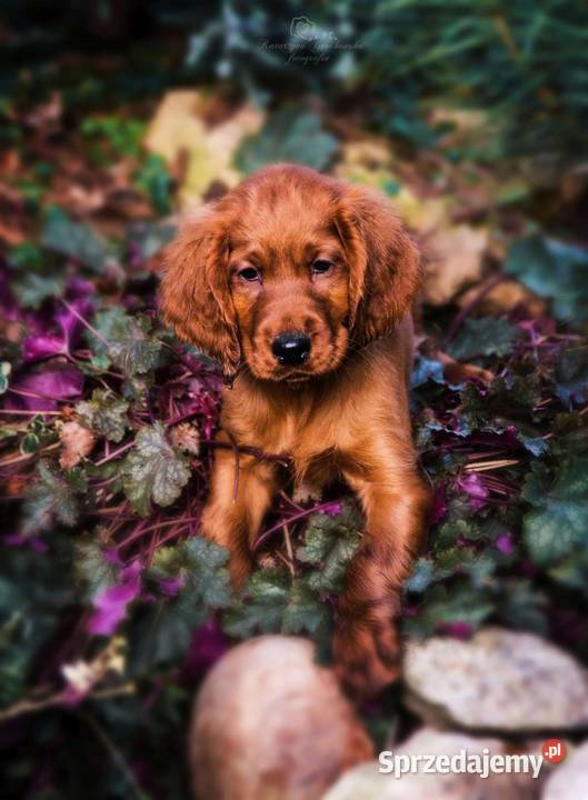 Seter Irlandzki FCI Częstochowa sprzedam