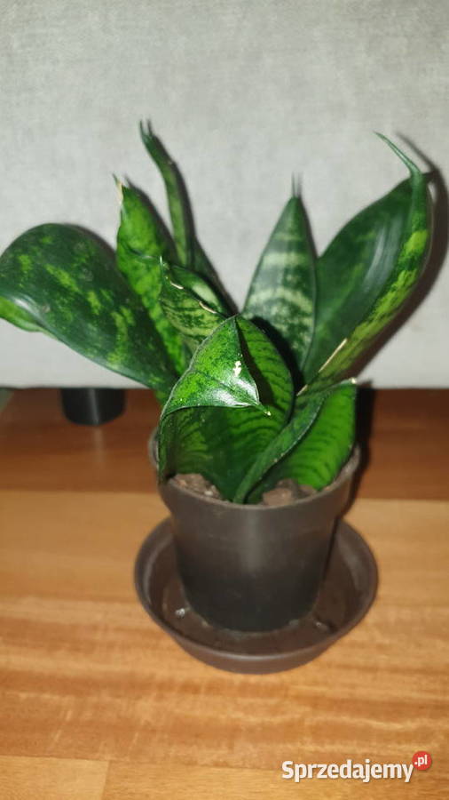 Sansewieria sansa 1 mazowieckie Warszawa