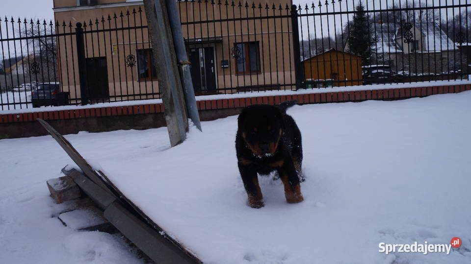 Szczenię Rottweiler Bydgoszcz