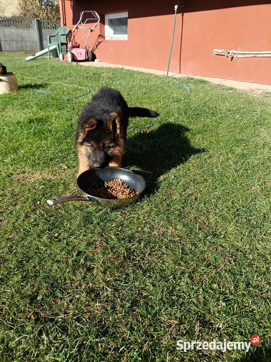 Sprzedam szczeniaki owczarka niemieckiego Ożarów