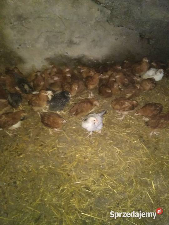 Kurczaki kury 7 tygodni odchow wlasny Łomża sprzedam