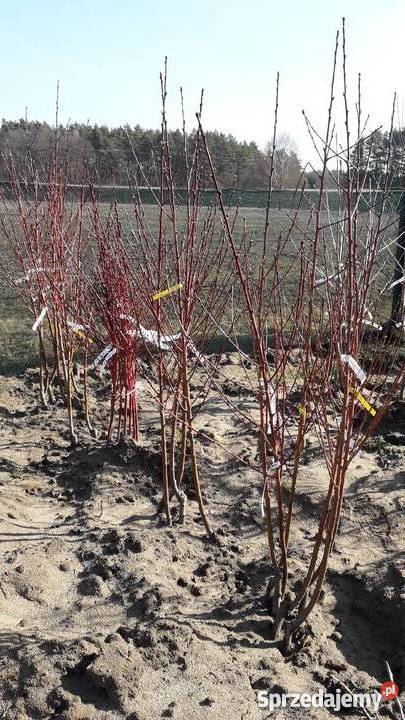 DRZEWKA OWOCOWE lubuskie Brzeźno