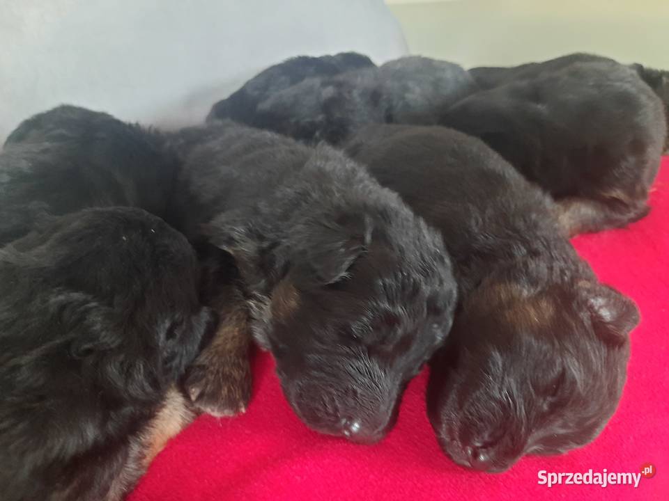 Owczarki niemieckie długowłose Parzniewice