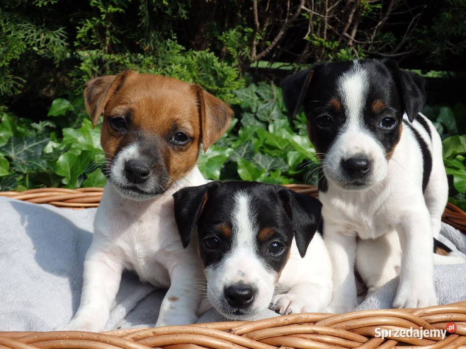 Jack Russell Terrier zapowiedź miotu WIOSNA 25 Bełchatów
