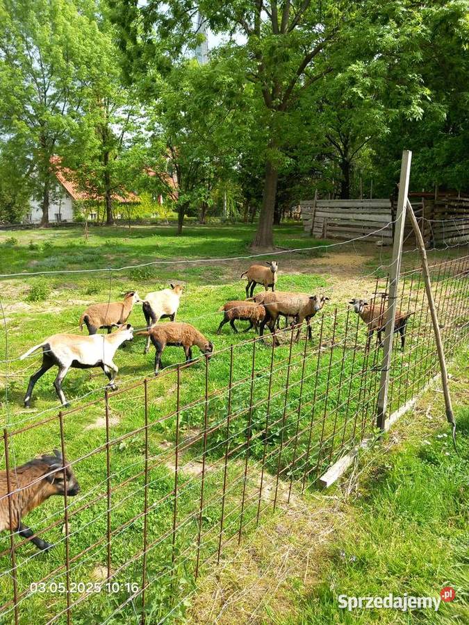 Owce kameruńskie barany Paczków
