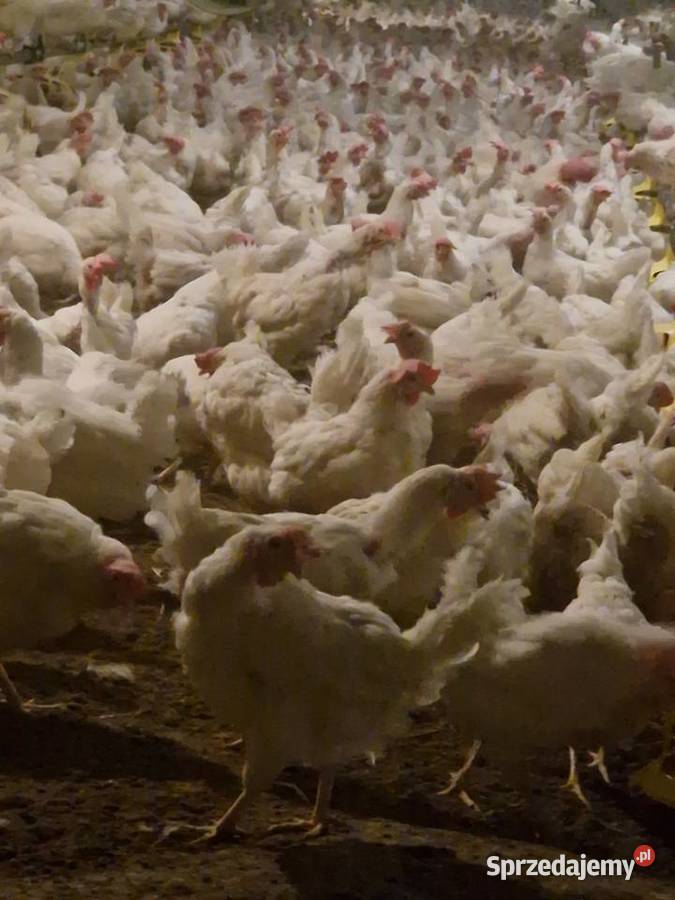 Kura nioska isa tinted Wałsnów