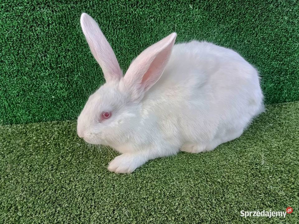 Króliki termondzkie młode Króliki