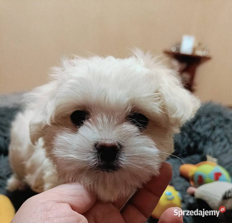 Maltańczykśliczna malutka sunia Warszawa