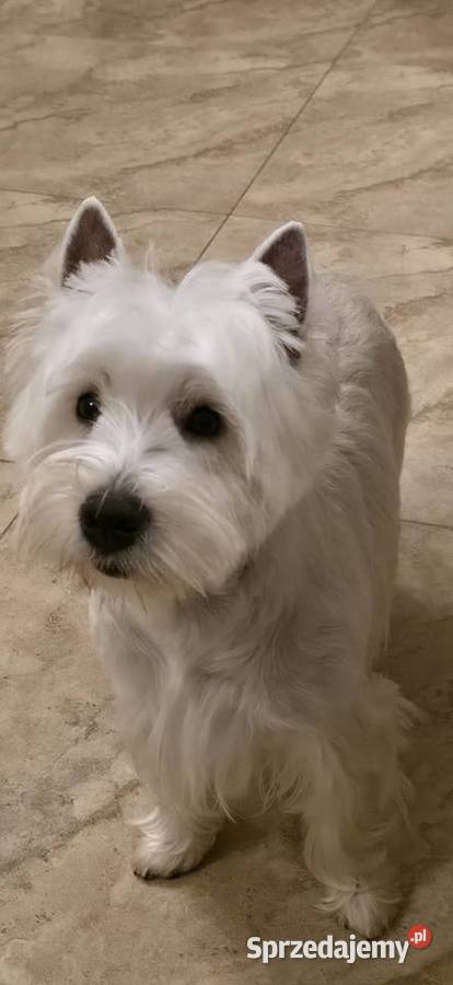 Suczka Wystawowa Championach West Highland white Chrośla sprzedam