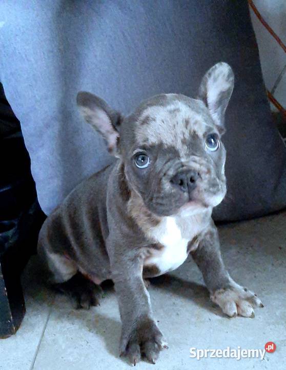 Buldog francuski pieski Pabianice