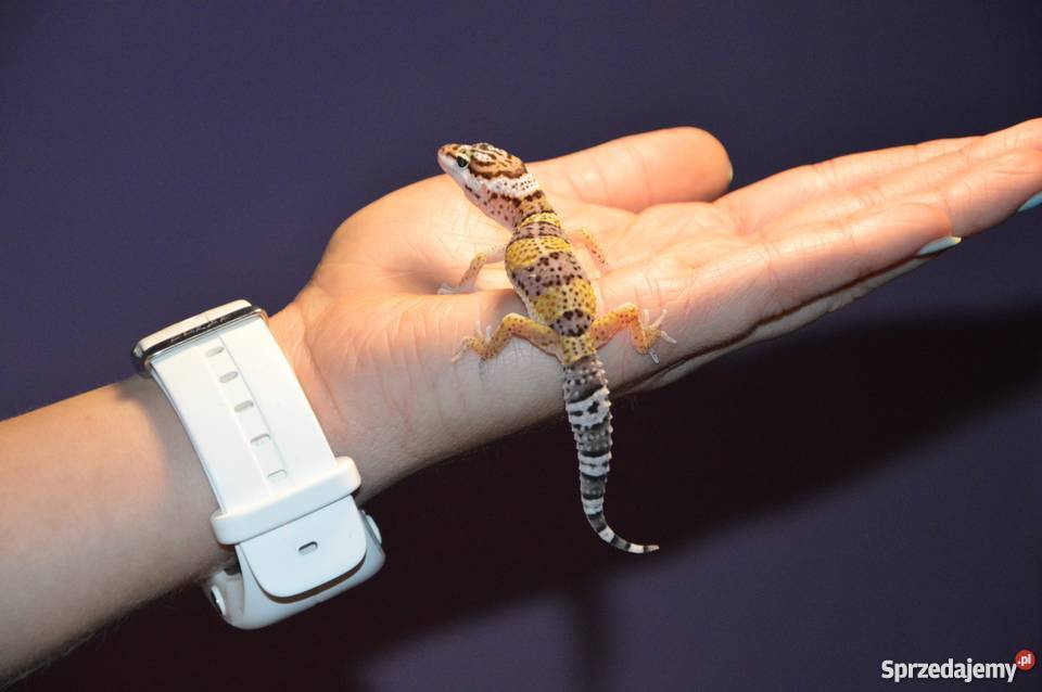 Małe gekony lamparcie Pozostałe Końskie