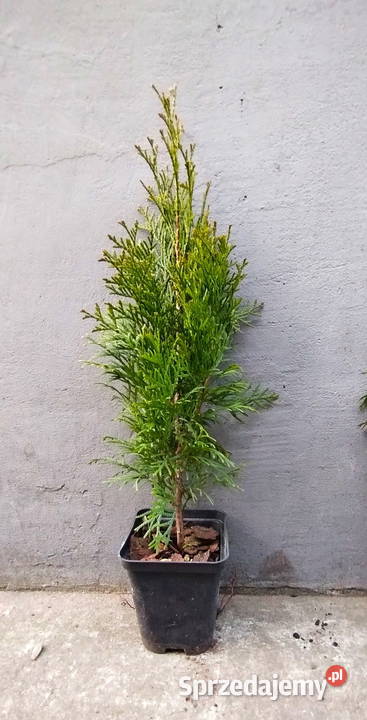 Tuja szmaragd 40 Grajewo sprzedam