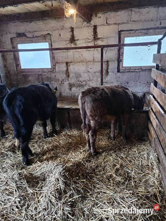 Sprzedam jałoszki mazowieckie Żelazowa Wola