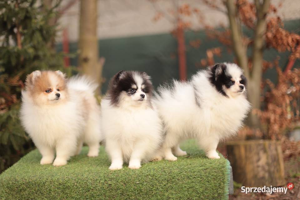 Szpice miniaturowe Gostynin