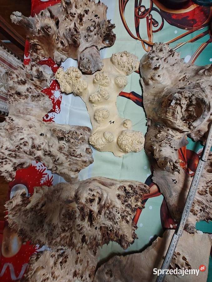 Topola Czeczota Pozostałe wielkopolskie Nowy Tomyśl