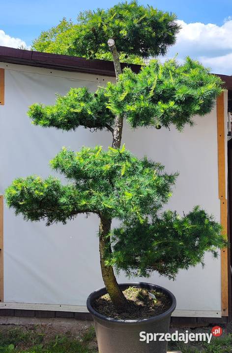 Bonsai Niwaki Modrzew Bonsai Medynia Łańcucka