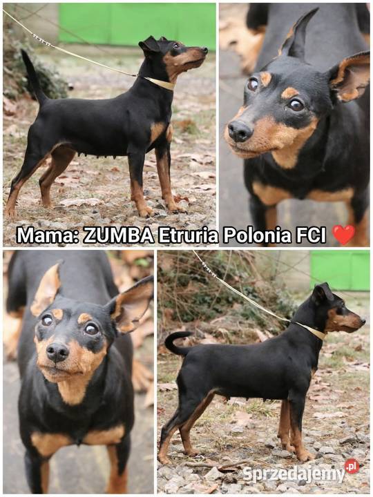 Pinczer Miniaturowy Championach Wwa FCI Duży Dół
