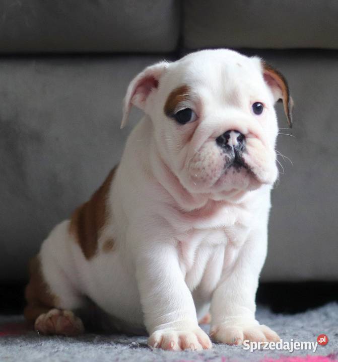 Buldog angielski suczka sprzedam