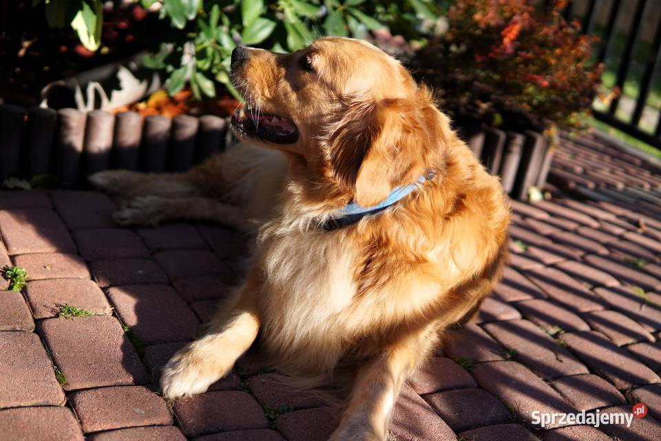 Szczeniak Golden Retriever Golden Retriever Rzeszów sprzedam