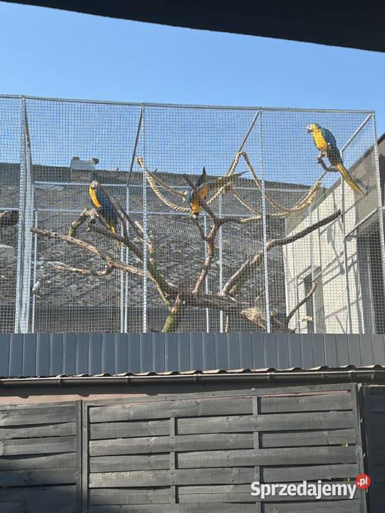 Ara ararauna samiec 2025 Biała