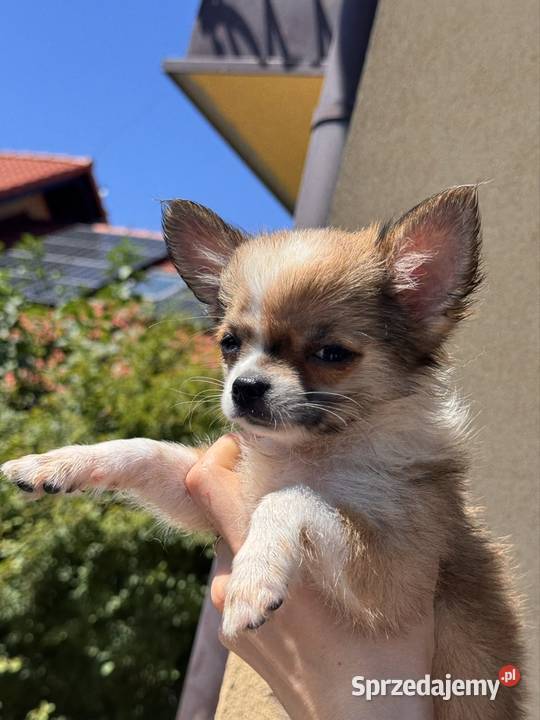 Chihuahua Bielsko-Biała