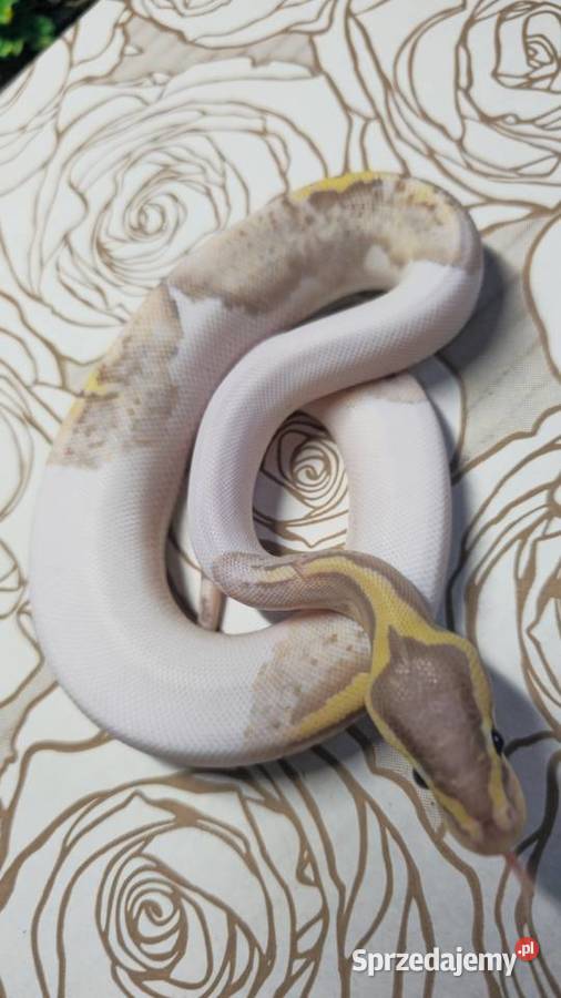 Wąż pyton królewski python regius samica Wrocław