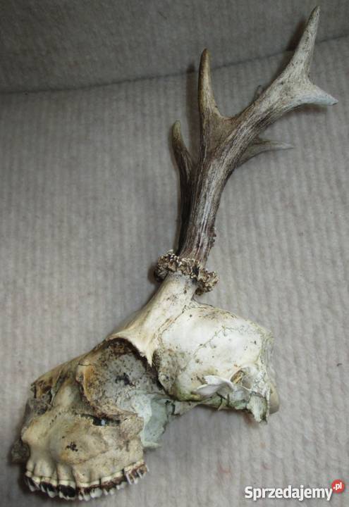 Rogi jelonka z czaszką Jelenia Góra sprzedam