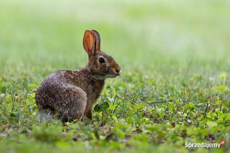 Wykonanie inwentaryzacji przyrodniczej do Wrocław
