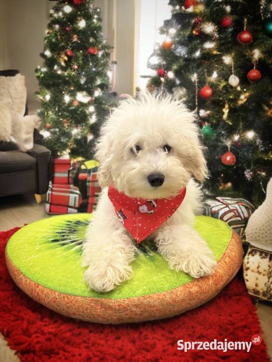 BAKUŚ Piesek Rasy PUDEL TOY o umaszczeniu białym Pozostałe Limanowa