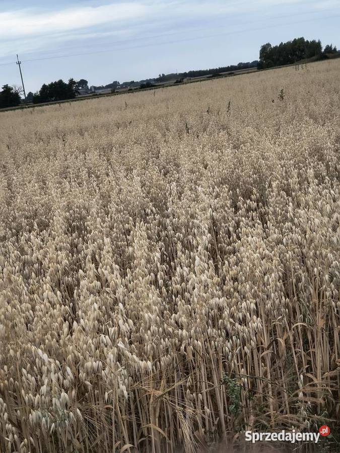 Sprzedam słomę jęczmienna 25 ha jarą zbior