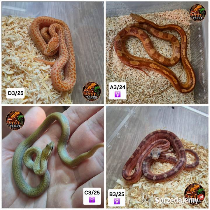 Węże zbożowe mahoniowe smugowy
