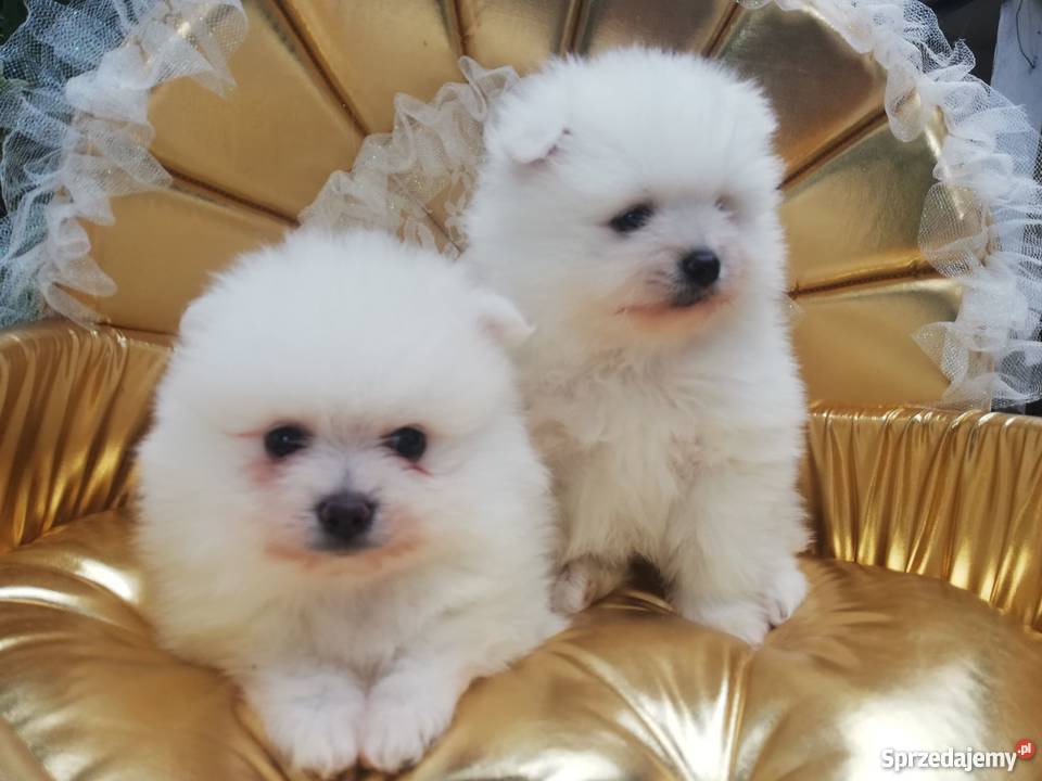 Szpic miniaturowy pomeranianbiałe kuleczki Łódź