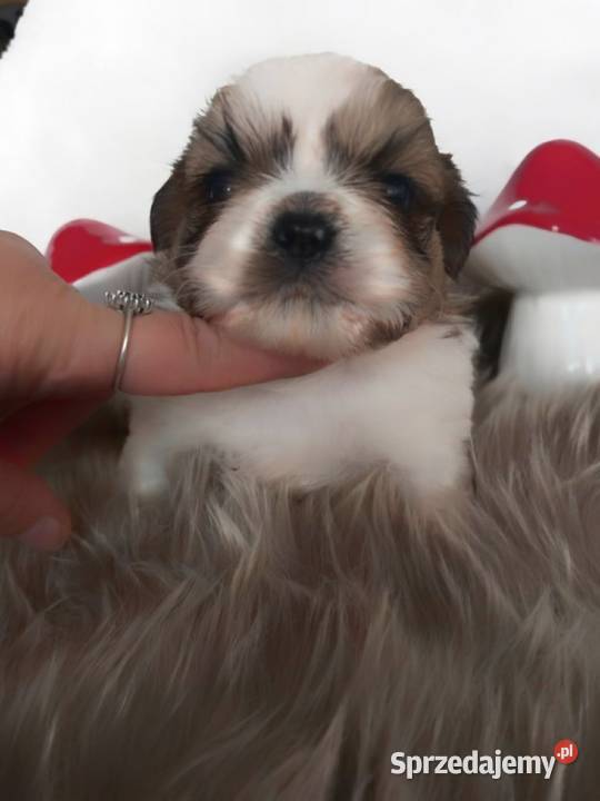 ShihTzu przepiękny chłopak Strzelce Opolskie