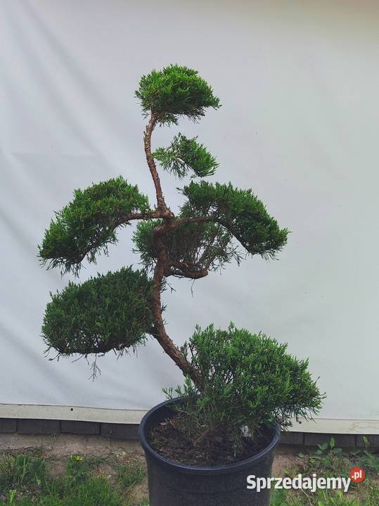 Bonsai Niwaki jałowiec sabiński TAMARISCIFOLIA Medynia Łańcucka