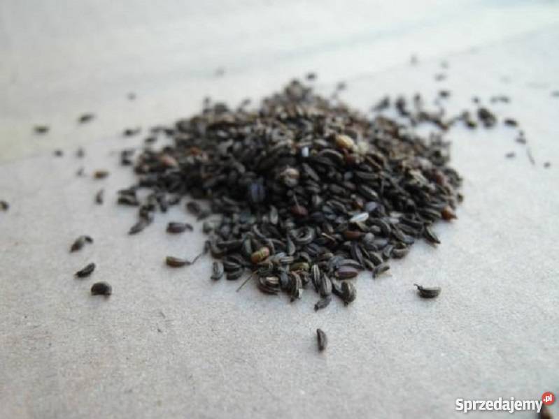 Marek kucmerka nasiona Gostyń sprzedam