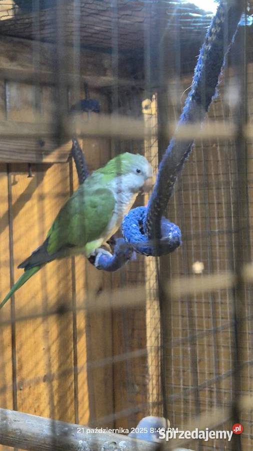 Papuga Mnicha nizinna