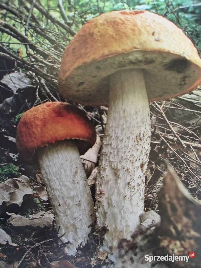 Grzyby borowik szlachetny 30 kozak czerwony
